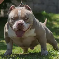 American bully - Photo 11