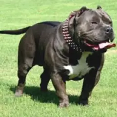 American bully - Photo 12