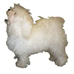 Bolognese - Foto 1