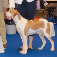 Braque de l'Ariège - Foto 2