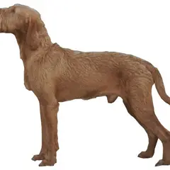 Wirehaired Vizsla - Photo 1