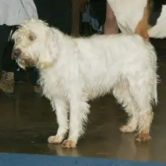 Briquet Griffon Vendéen - Foto 2