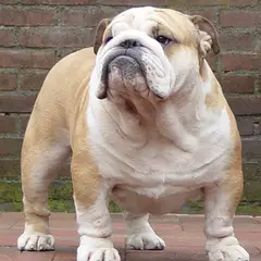 Bulldog Inglese - Foto 1