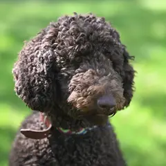 Poedel - Foto 1