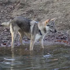 Chien Loup Tchécoslovaque - Photo 1