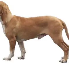 Spanischer Laufhund - Foto 1