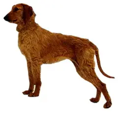 Italiaanse lopende hond - Foto 1