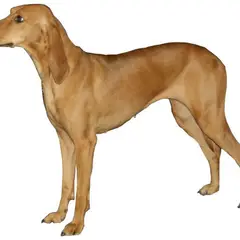 Italiaanse lopende hond - Foto 2