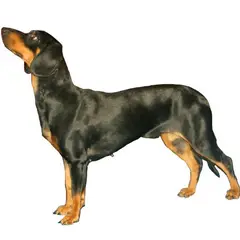 Slowaakse lopende hond - Foto 1
