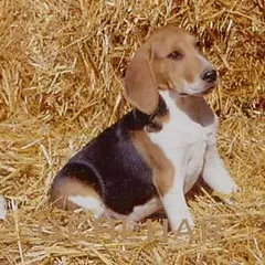 Artois-hond - Foto 2