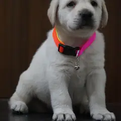 Labrador Retriever - Photo 3