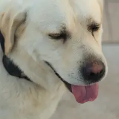 Labrador Retriever - Photo 5