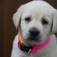 Labrador Retriever - Photo 6