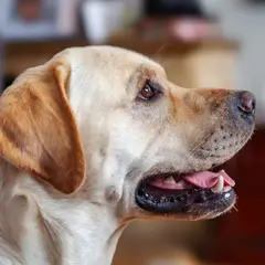 Labrador Retriever - Photo 7