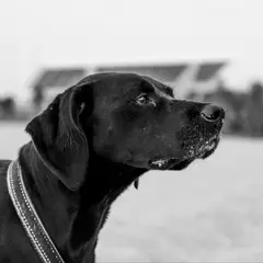 Labrador Retriever - Photo 9