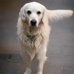 Golden Retriever - Photo 3