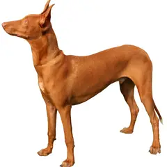 Faraohond - Foto 1