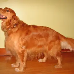 Golden Retriever - Photo 6