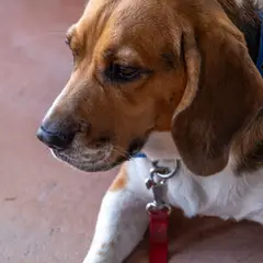 Beagle - Photo 1