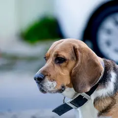 Beagle - Photo 2