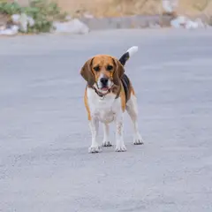 Beagle - Photo 3