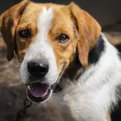 Beagle - Photo 4