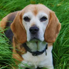 Beagle - Photo 5