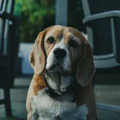 Beagle - Photo 6