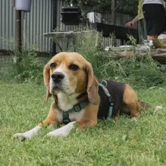 Beagle - Photo 7