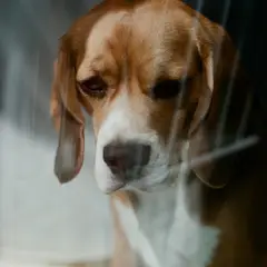 Beagle - Photo 8