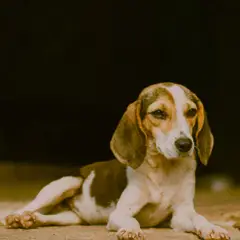 Beagle - Photo 9