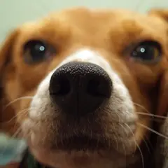 Beagle - Photo 10