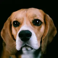 Beagle - Photo 11