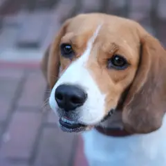 Beagle - Photo 12