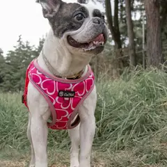 Franse Bulldog - Foto 2