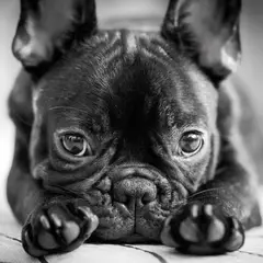 Franse Bulldog - Foto 3
