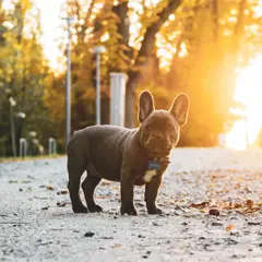 Franse Bulldog - Foto 5