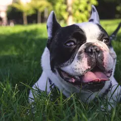 Franse Bulldog - Foto 6