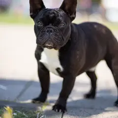 Franse Bulldog - Foto 8