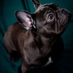 Franse Bulldog - Foto 9