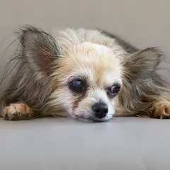 Chihuahua - Foto 2