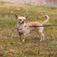 Chihuahua - Foto 4