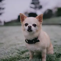 Chihuahua - Foto 5