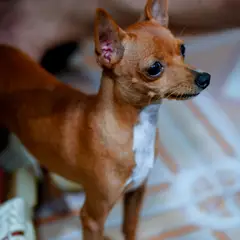 Chihuahua - Foto 6