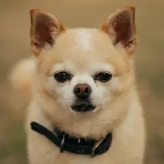 Chihuahua - Foto 7