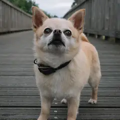 Chihuahua - Foto 8
