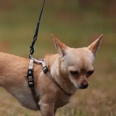 Chihuahua - Foto 9