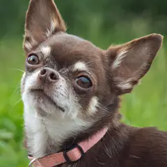 Chihuahua - Foto 10
