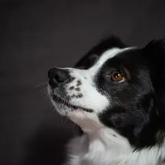 Border Collie - Photo 1