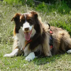 Border Collie - Photo 3